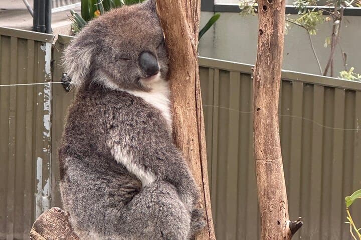 Hahndorf & Adelaide Hills Wildlife Tour from Adelaide