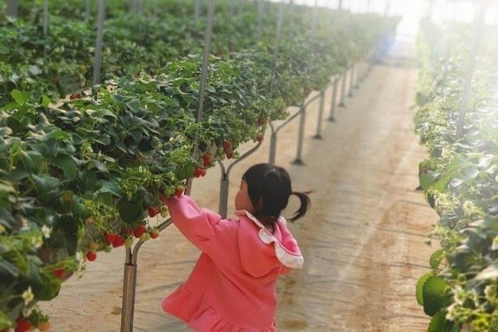 Private Nami Island and Organic Strawberry Farm Tour from Seoul: Day Trip to Nami Island & Garden of Morning Calm photo 3