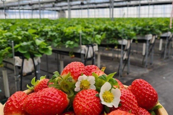 Private Nami Island and Organic Strawberry Farm Tour from Seoul: Day Trip to Nami Island & Garden of Morning Calm photo 4