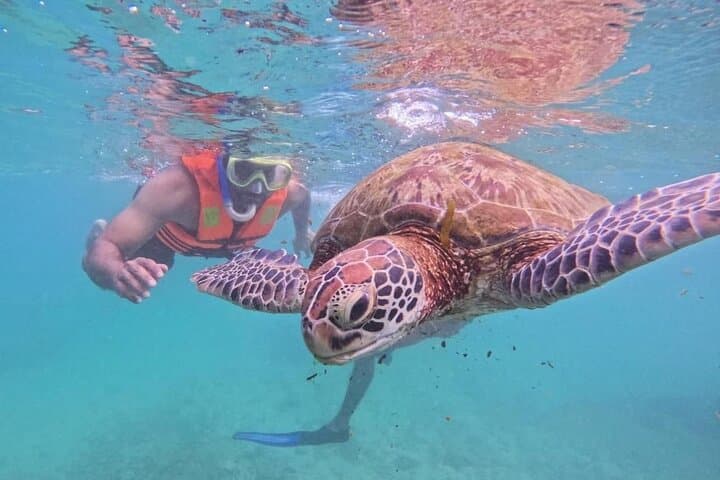 Snorkel with Turtles in Mirissa — South Coast Snorkeling Adventure