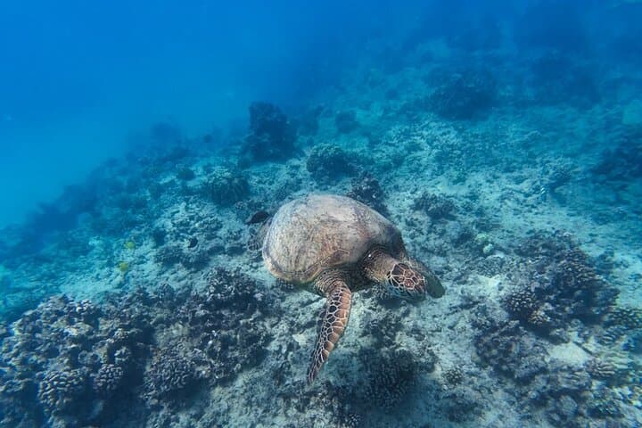 Waikiki Snorkel Tour to Turtle Canyon — Guaranteed Turtles & Premium Gear photo 5