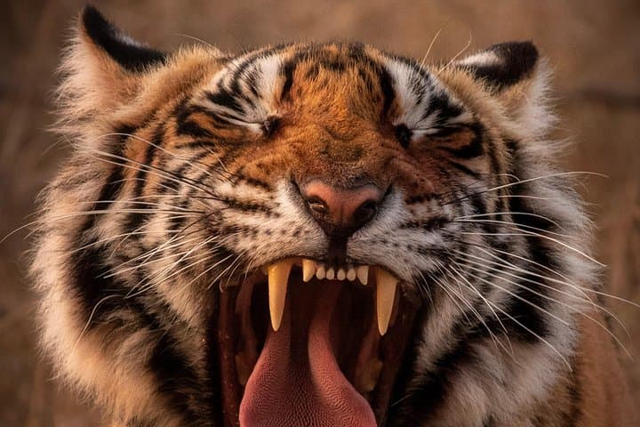 Northern India Private Jet Tour: Kashmir, Tigers, Taj & Rajput Royalty photo 3