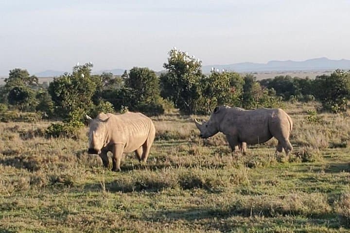 Ol Pejeta Day Safari: Rhino Encounters and Chimp Sanctuary Near Nanyuki