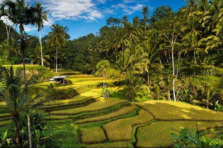 Ubud Waterfalls, Tirta Empul Temple & Tegalalang Rice Terraces Private Day Tour photo 5