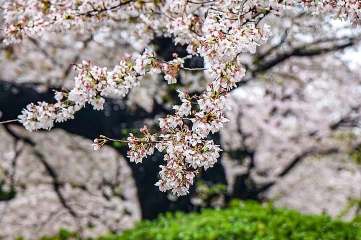 16-Day Japan and China Discovery: Private Guided Cultural and Scenic Highlights photo 6