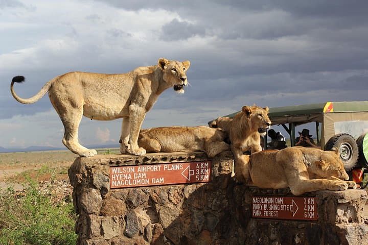 Explore Wildlife Up Close: Overland Game Drive in Nairobi National Park photo 3