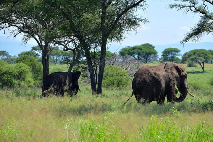 Tarangire & Ngorongoro 2-Day Safari — Elephants, Baobabs and Crater Wildlife photo 1