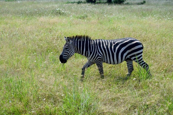 Tarangire & Ngorongoro 2-Day Safari — Elephants, Baobabs and Crater Wildlife photo 2