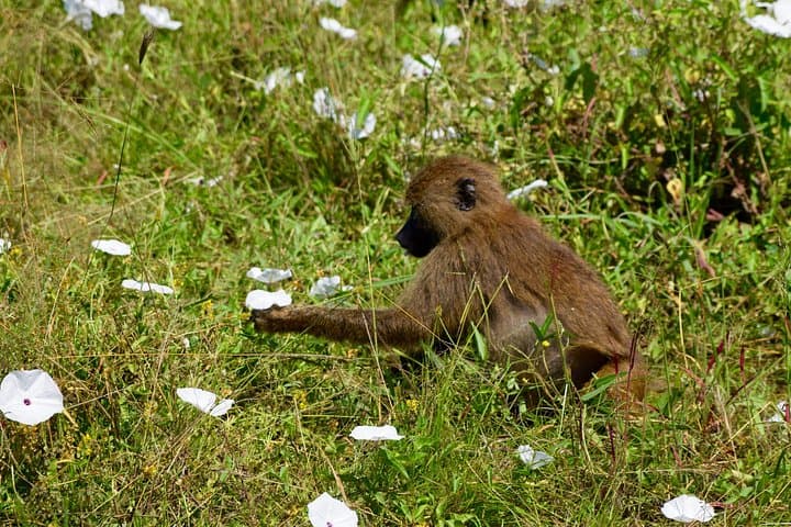 Tarangire & Ngorongoro 2-Day Safari — Elephants, Baobabs and Crater Wildlife photo 3