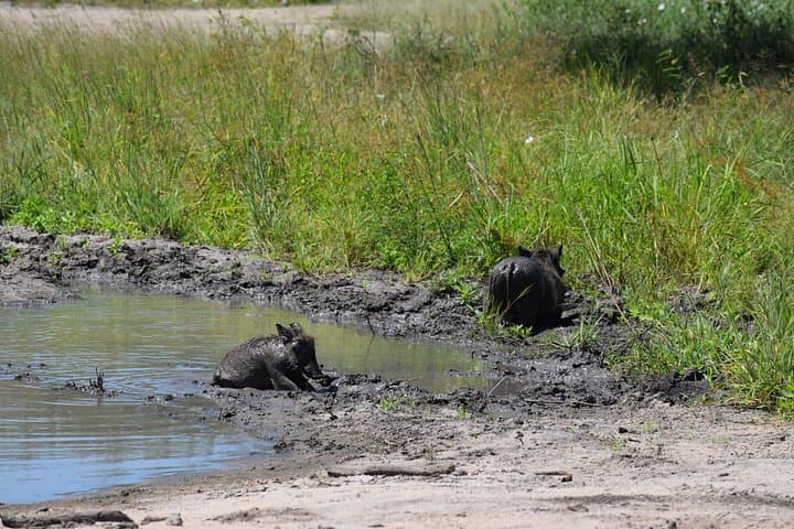 Tarangire & Ngorongoro 2-Day Safari — Elephants, Baobabs and Crater Wildlife photo 4