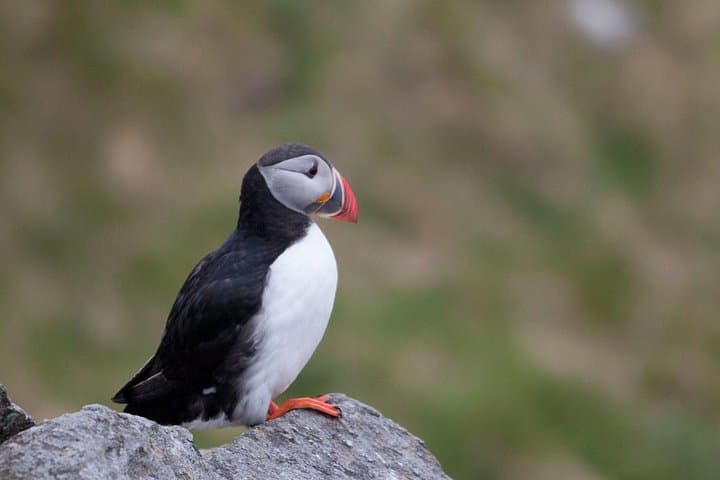 Ålesund Wildlife Sea Safari: Puffins, Seabirds & Coastal Scenery photo 3