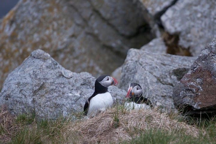 Ålesund Wildlife Sea Safari: Puffins, Seabirds & Coastal Scenery photo 2