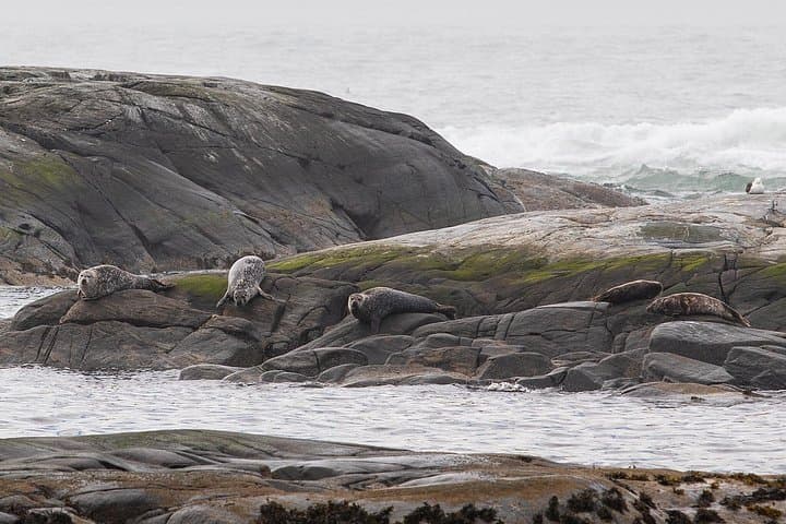 Ålesund Wildlife Sea Safari: Puffins, Seabirds & Coastal Scenery photo 4