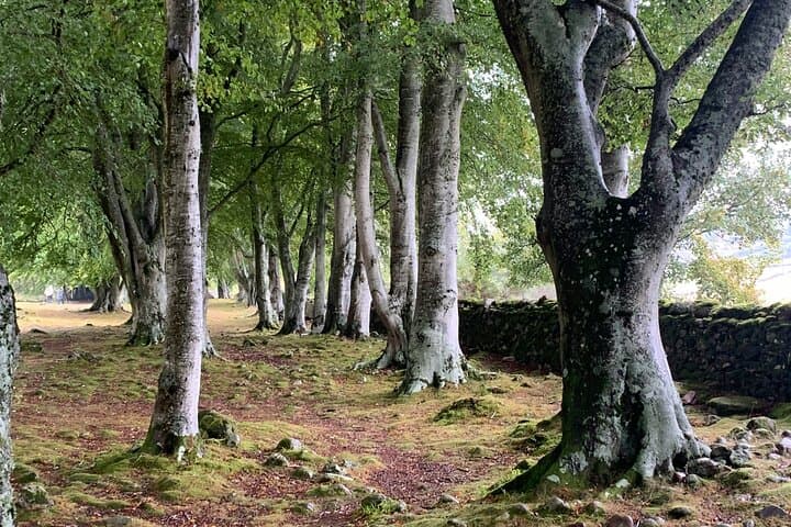 Loch Ness, Cawdor Castle & Whisky: Invergordon Shore Excursion photo 3