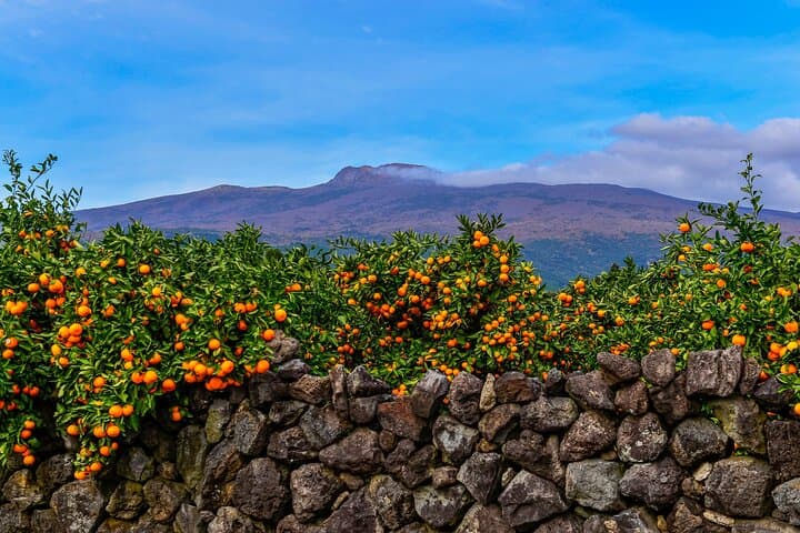 Private Jeju Highlight Tour for Cruise Layovers — Hyeopjae, Tea Fields & Waterfalls photo 4