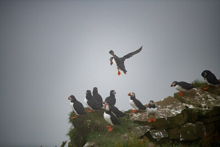 Mykines Puffin Island Day Trip — Faroe Islands Wildlife & Hiking photo 2