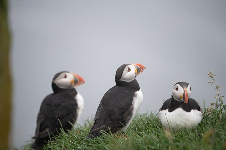 Mykines Puffin Island Day Trip — Faroe Islands Wildlife & Hiking photo 3