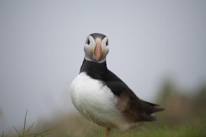 Mykines Puffin Island Day Trip — Faroe Islands Wildlife & Hiking photo 6