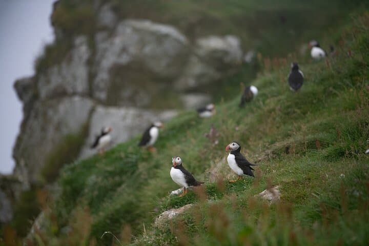 Mykines Puffin Island Day Trip — Faroe Islands Wildlife & Hiking photo 5