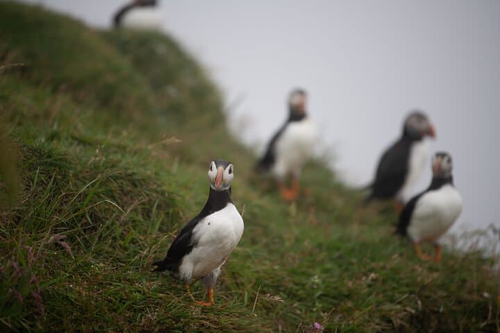 Mykines Puffin Island Day Trip — Faroe Islands Wildlife & Hiking photo 4