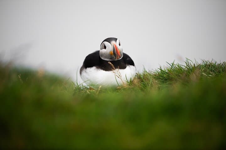 Mykines Puffin Island Day Trip — Faroe Islands Wildlife & Hiking