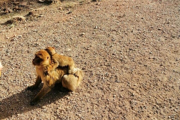 Middle Atlas Day Tour from Fes — Ifrane, Cedar Forest & Azrou Village photo 2