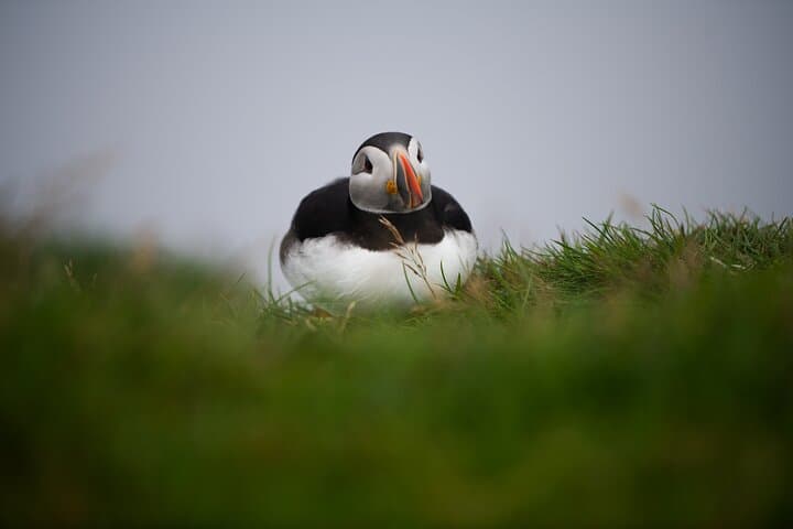Private Kallur Lighthouse Hike on Kalsoy — Exclusive Day Trip from Tórshavn photo 5