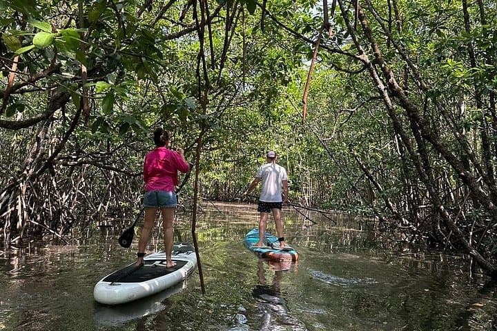 Stand-Up Paddleboarding the Mangroves of Koh Rong Sanloem: A 2-Hour Eco SUP Tour