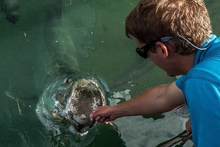 Hand-Feeding Giant Tarpon at Miami’s Bayside Marketplace: Close Encounters on Biscayne Bay photo 4