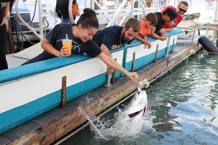 Hand-Feeding Giant Tarpon at Miami’s Bayside Marketplace: Close Encounters on Biscayne Bay photo 1