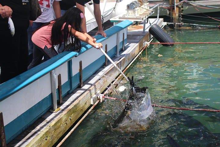 Hand-Feeding Giant Tarpon at Miami’s Bayside Marketplace: Close Encounters on Biscayne Bay photo 2