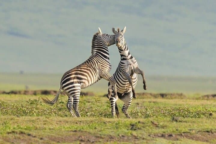 Luxury 6-Day Tanzania Safari: Tarangire, Serengeti & Ngorongoro Lodges photo 6