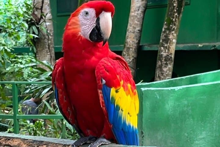 Roatán Island Eco Tour — Monkeys, Sloths & Local Flavors
