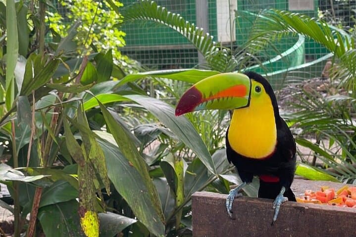 Roatán Island Eco Tour — Monkeys, Sloths & Local Flavors photo 2