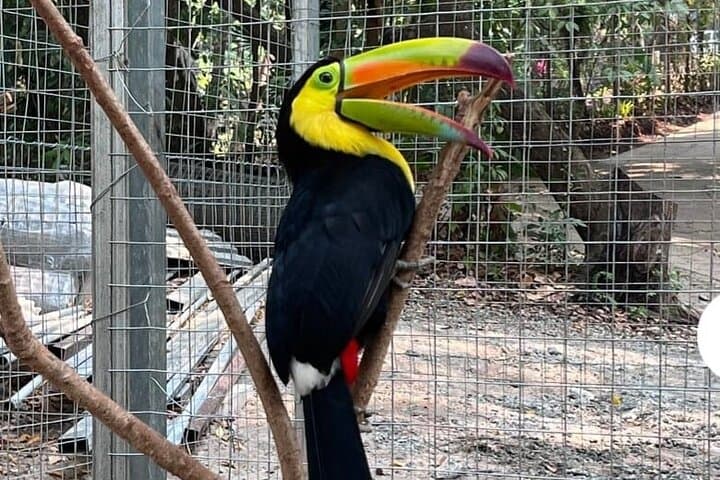 Roatán Island Eco Tour — Monkeys, Sloths & Local Flavors photo 3