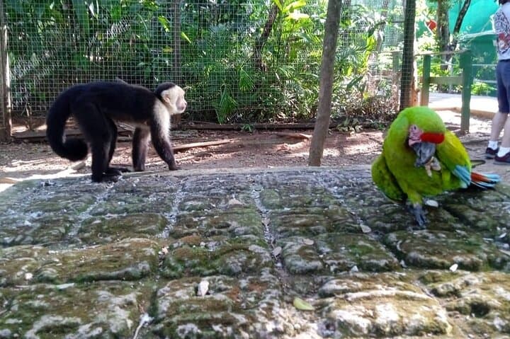 Roatán Island Eco Tour — Monkeys, Sloths & Local Flavors photo 4
