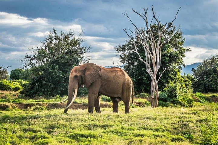 6-Day Northern Tanzania Safari: Tarangire, Lake Manyara, Serengeti & Ngorongoro