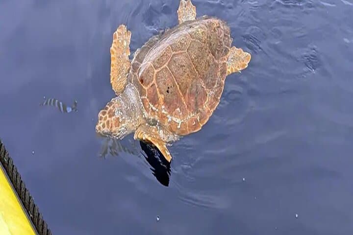 Sunset Dolphin Watching Along Lanzarote’s Southern Coast photo 5