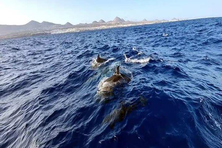 Sunset Dolphin Watching Along Lanzarote’s Southern Coast