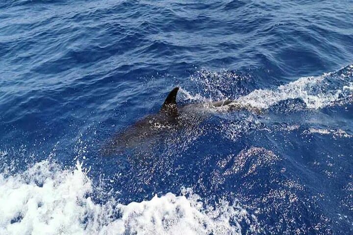 Sunset Dolphin Watching Along Lanzarote’s Southern Coast photo 6
