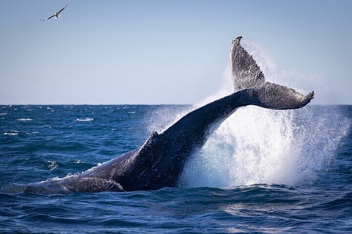 Private Whale-Watching Schooner Cruise from Praia do Forte