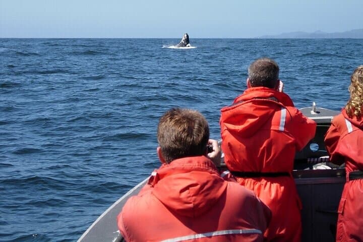 Private Whale-Watching Schooner Cruise from Praia do Forte photo 2