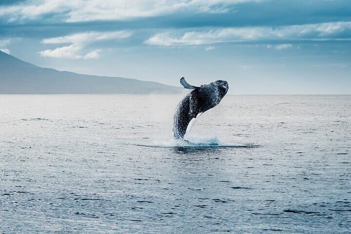 Private Whale-Watching Schooner Cruise from Praia do Forte photo 5