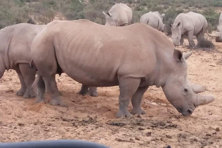 Aquila Game Reserve Safari and Fairview Wine Tasting — Full-Day from Cape Town photo 3