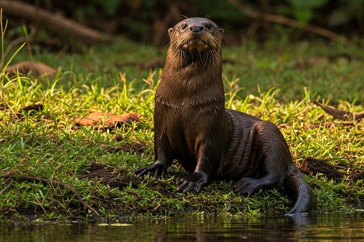 6-Day Amazon Jungle Immersion from Iquitos — Brisa Tropical Lodge Adventure photo 3