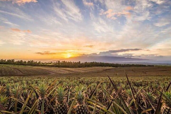 Maui Pineapple Tour & Farm-to-Table Feast in Hali'imaile photo 2