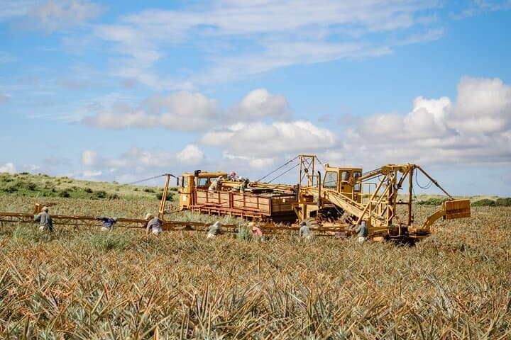 Maui Pineapple Tour & Farm-to-Table Feast in Hali'imaile photo 3