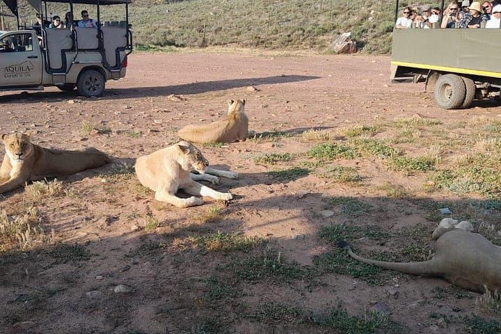 Aquila Game Reserve Safari and Fairview Wine Tasting — Full-Day from Cape Town photo 2