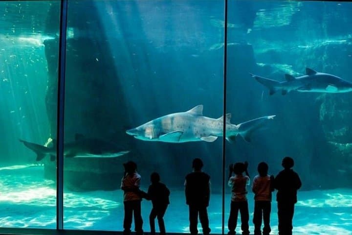 V&A Waterfront Day: Two Oceans Aquarium, Amphibious Duck Tour & Botanical Garden Stroll photo 3