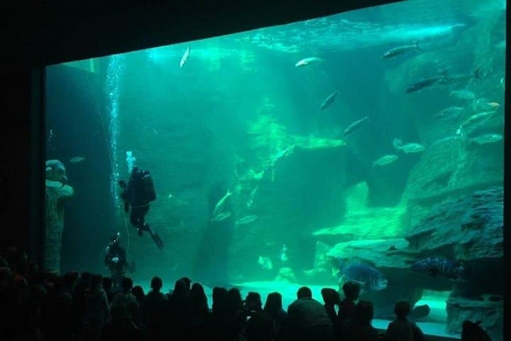 V&A Waterfront Day: Two Oceans Aquarium, Amphibious Duck Tour & Botanical Garden Stroll photo 2